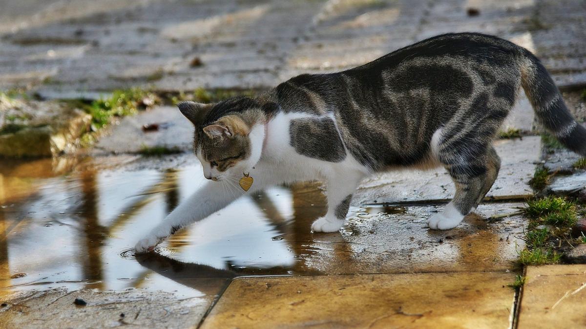 Chat Mettre Sa Patte Dans L Eau Avant De Boire N Est Pas Seulement Un Jeu