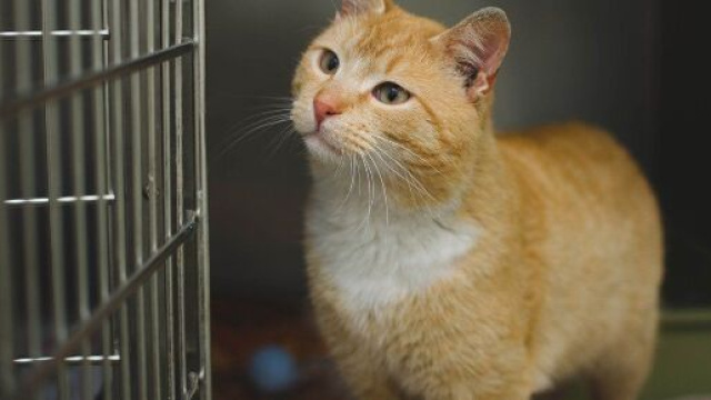 chat et coronavirus aucune contamination &agrave; l'homme ni &agrave; une autre race