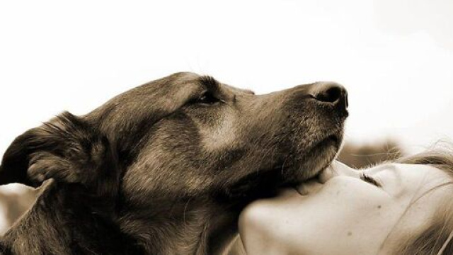 chien : ces signes qui montrent que vous êtes accrod