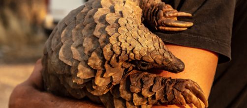 El pangolín, el exótico animal asiático que podría tener una clave sobre la pandemia del coronavirus. (Foto de Piqsels)