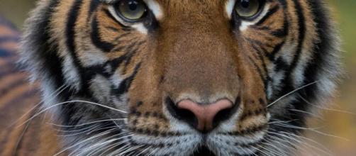Un tigre del Zoológico del Bronx dio positivo por Covid-19.