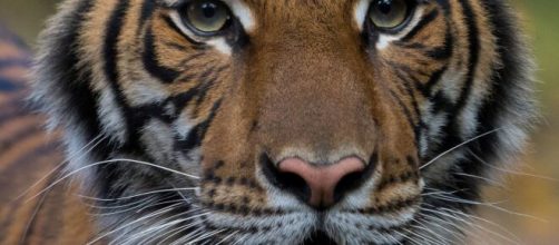 Coronavirus, tigre positiva allo zoo del Bronx a New York.