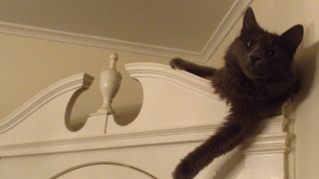 chat s'il dort en hauteur ce n'est pas seulement parce qu'il se sent en sécurité