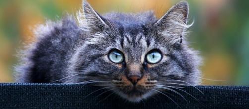 Cientistas chineses descobrem que gatos podem ser infectados pelo coronavírus. (Arquivo Blasting News).