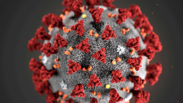 Coronavirus © Wikimedia Commons