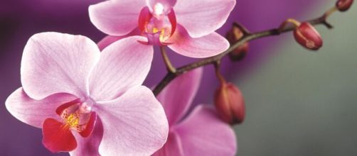 5 curiosità sulle orchidee: non vanno esposte alla luce diretta
