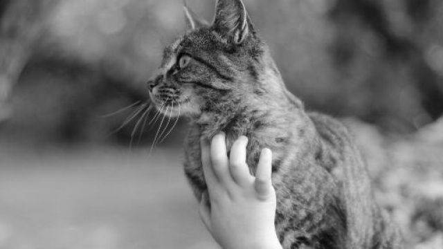 chat : attention à ne pas trop le caresser pendant le confinement