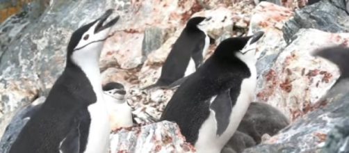 Penguin species in Antarctica hit hard by climate change. [Image source/CBS This Morning YouTube video]