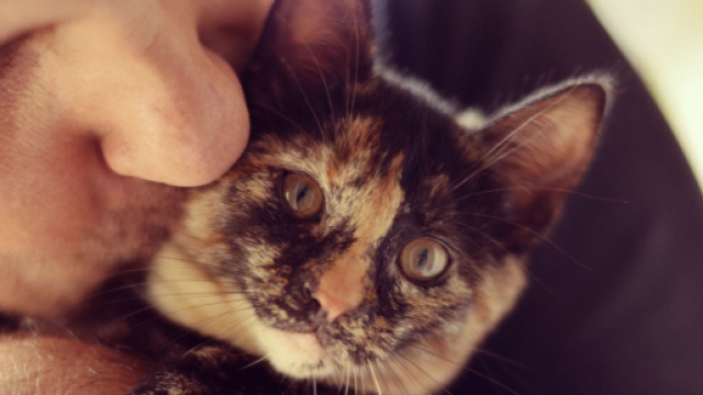chat : il n'apprécierait pas vraiment vos bisous