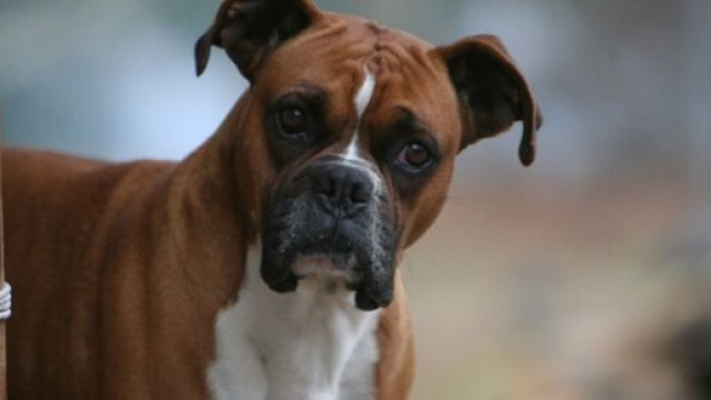 Brescia, bambina un anno e 10 mesi azzannata dal cane del nonno: &egrave; gravissima.