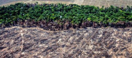 Desmatamento da Amazônia no início de 2020 aumenta 55% em relação ao ano anterior. Foto: Arquivo Blasting News.