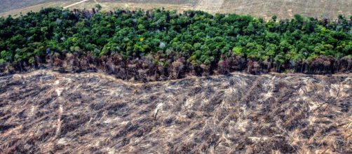 Desmatamento da Amazônia no início de 2020 aumenta 55% em relação ao ano anterior. Foto: Arquivo Blasting News.