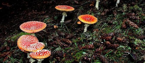 Há várias espécies de cogumelos, e muitas delas são venenosas. (Arquivo Blasting News)