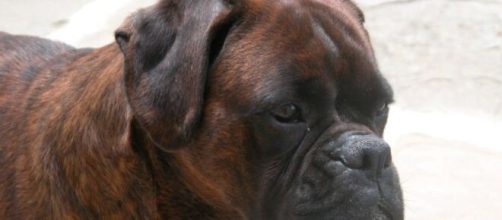 Nel bresciano una bimba è stata aggredita dal cane del nonno e versa in condizioni disperate.