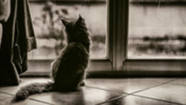 Chat lui aussi m&eacute;rite un d&eacute;cofinement progressif - Photo Flickr