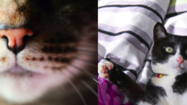 chat : s'il vous r&eacute;veille tous les matins ce n'est pas parce qu'il a faim