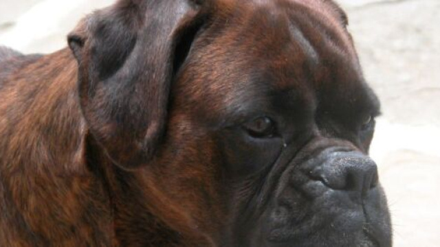 Nel bresciano una bimba &egrave; stata aggredita dal cane del nonno e versa in condizioni disperate.