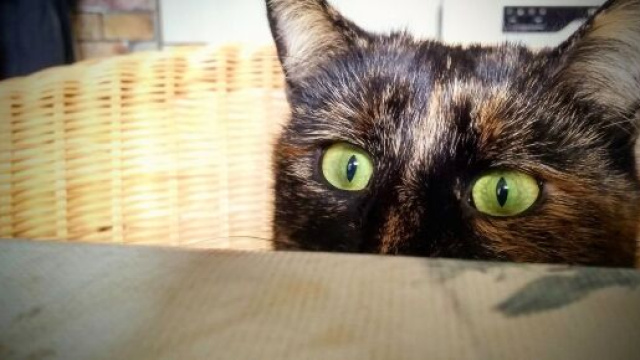 chat qui vomit il faut être vigilant - Photo Flickr