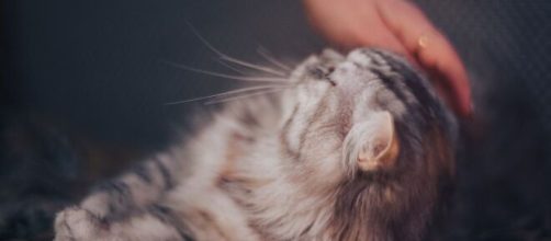 chat pourquoi lève-t-il la queue quand vous le caressez ? - Photo Pixabay