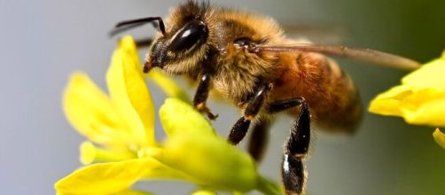 Las abejas son imprescindibles para preservar el equilibrio de la naturaleza