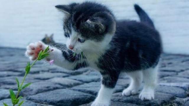 chat le pr&eacute;sident de l'association des chasseurs am&eacute;ricain veut les chasser - Photo Pixabay
