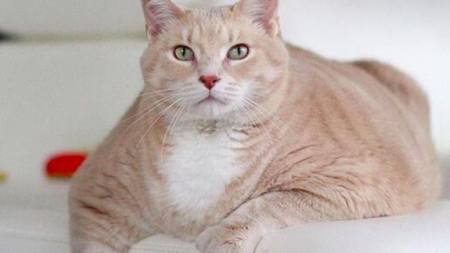 Bronson le chat (source : Facebook @Bransonthecat)