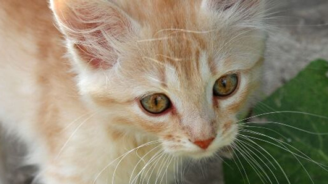 chat roux d'illustration (source : Pixabay)