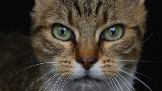 Coronavirus : deux chats malades recensés à New York - rtl.fr