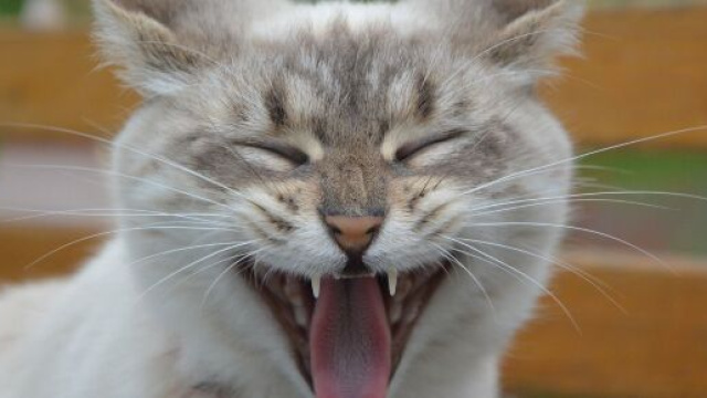 Parler à son chat aurait de nombreux avantages - photo pixabay