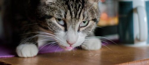 chat s'il mange par terre ce n'est pas toujours à cause de son instinct - Credit Photo Pixabay