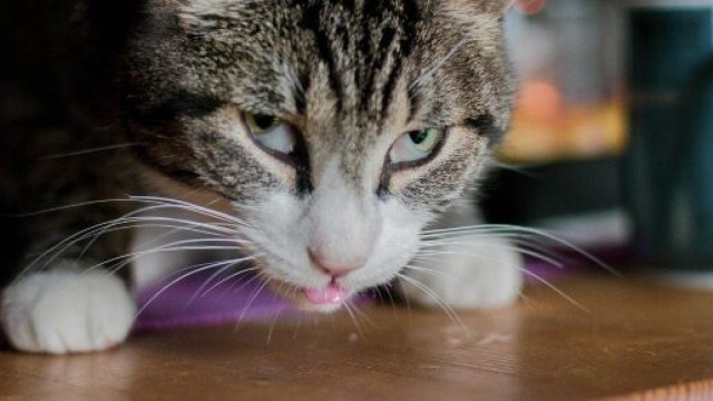 chat s'il mange par terre ce n'est pas toujours &agrave; cause de son instinct - Credit Photo Pixabay