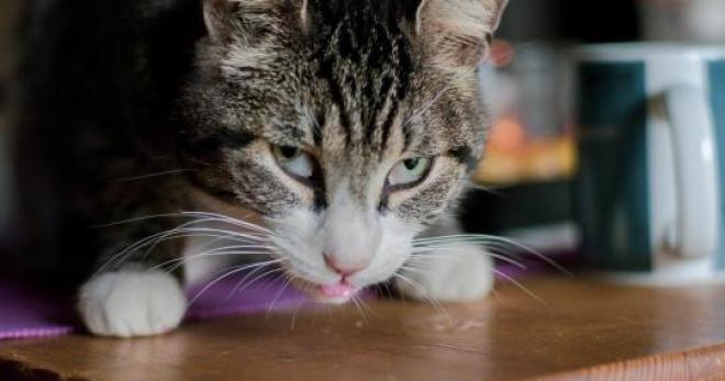 Chat S Il Mange Sa Nourriture Par Terre Ce N Est Pas Uniquement Par Instinct