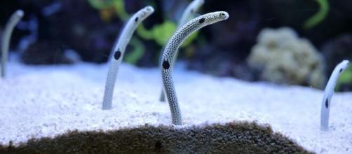 Japanese aquarium asks public to video-chat eels who are ... - standard.co.uk [Blasting News library]