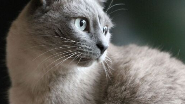 chat : le bicarbonate de sodium la solution pour de nombreux problèmes - photo pixabay