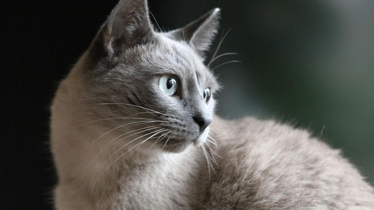 Chat Le Bicarbonate De Soude N Est Pas Seulement Un Nettoyant Sans Danger Pour Votre Felin