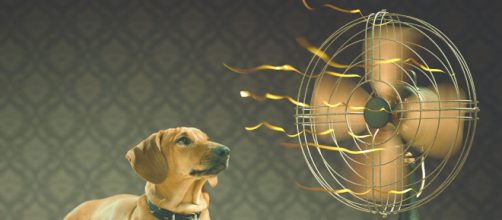 Evitar golpes de calor en perros es importante