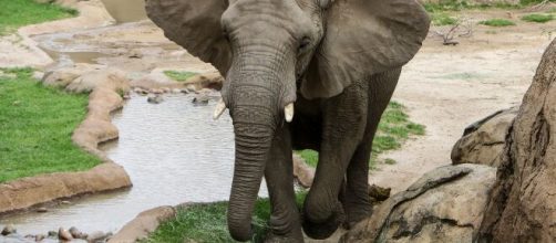 Imagen de archivo de un elefante en un escenario natural