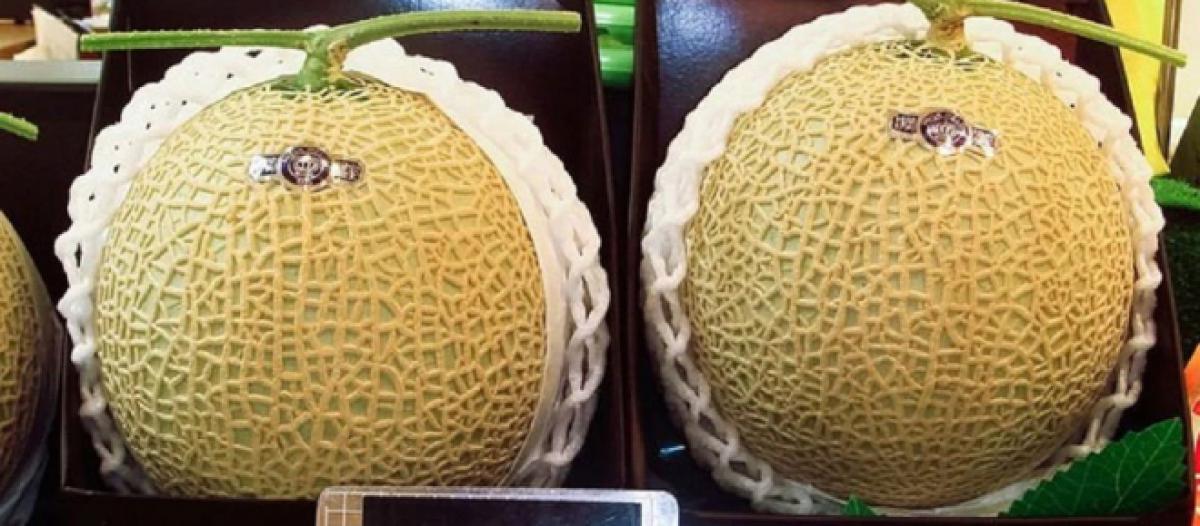 10 Tra I Cibi Piu Costosi Al Mondo Il Melone Yubari King Costa 20 000 Euro Al Pezzo