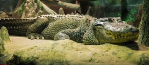 Saturn the World War II alligator dies in Moscow Zoo aka Adolf Hitler's Pet Alligator. [Image source/Epic News YouTube video]