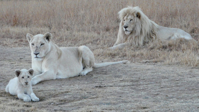 Cinque partner ideali per il Leone: magnifica l'intesa col Sagittario.