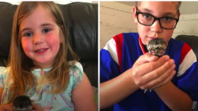 Un chat a deux visages est né dans une famille américaine (source : Youtube @BBC)