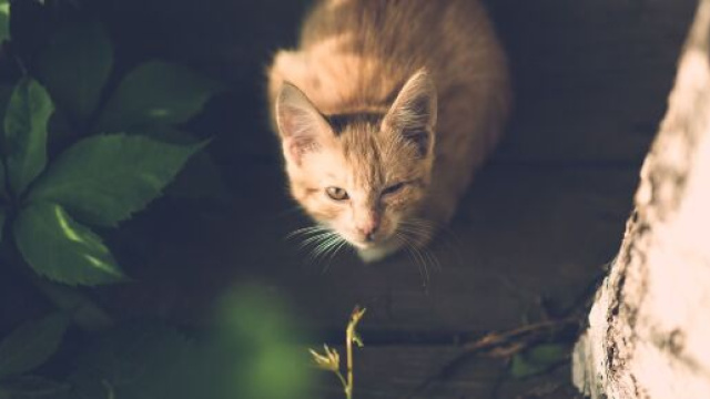 Un chat retrouvé mort par des promeneurs (source : image d'illustration Pixabay)