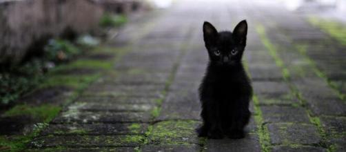 Un chat noir image d'illustration (source : Pixabay)