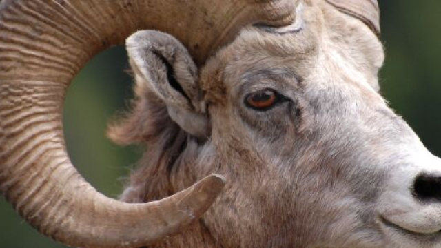 Ariete, previsioni zodiacali giugno.