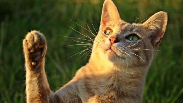 chat : comment savoir s'il est gaucher ou droitier ? Photo Pixabay