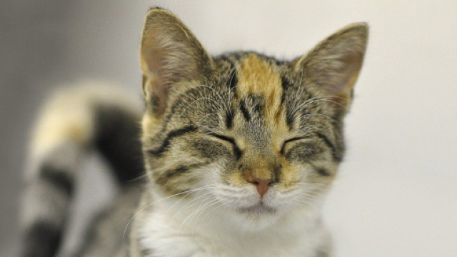 chat : sa personnalité serait influencé par celle de son maitre - photo pixabay