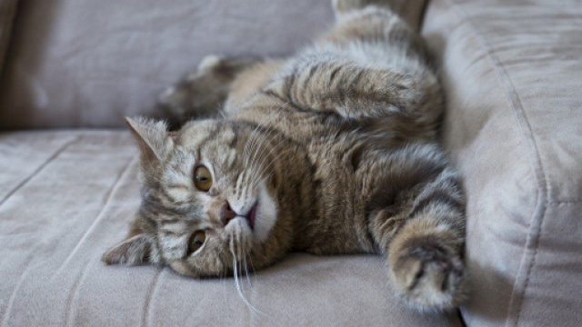 Chat : comment faire pour qu'il arr&ecirc;te de faire ses griffes sur le canap&eacute; - Photo Pixabay