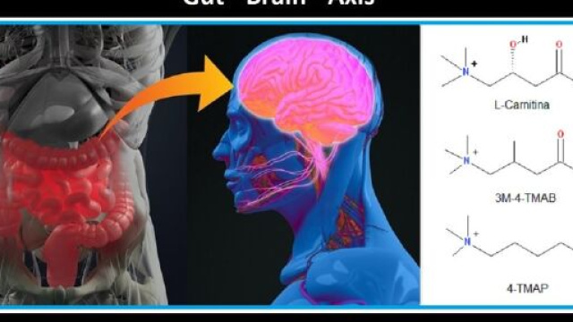 Identificati due metaboliti, prodotti dal microbiota intestinale, che nel cervello possono interferire con delle funzioni della carnitina.