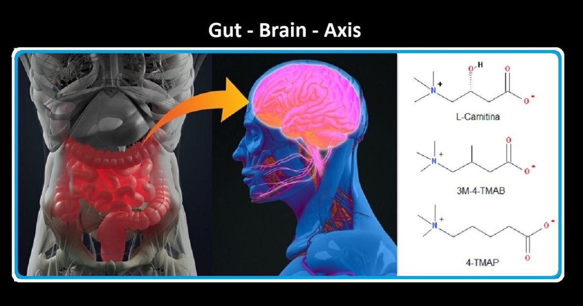 Gut-Brain-Axis: L’Università Di Glasgow Individua Due Nuovi Metaboliti ...