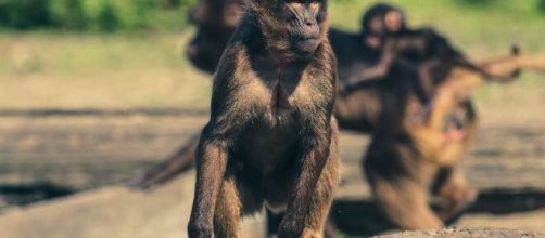 Se escapan una manada de monos con muestras humanas del coronavirus